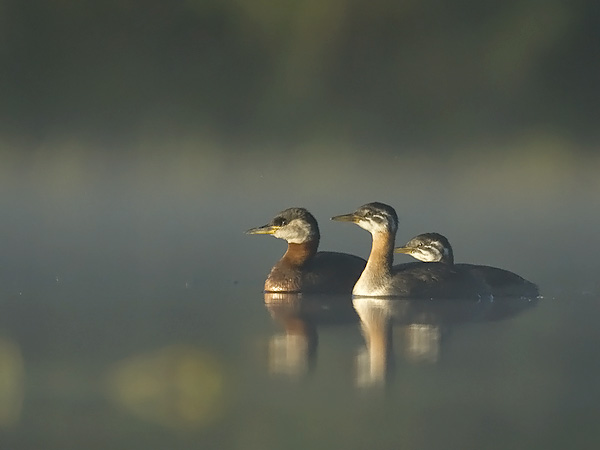 Härkälintu, Red-necked Grebe, Podiceps grisegena